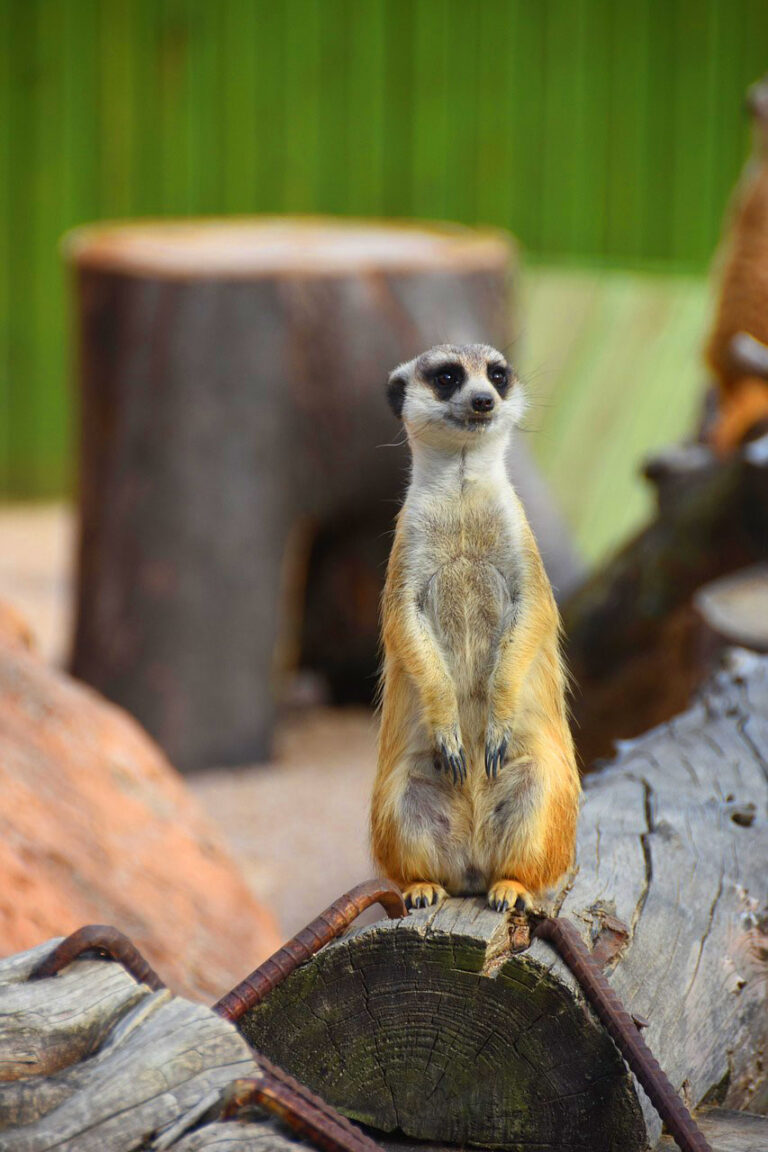 Últimos días para solicitar el Kit Digital: ¿tu empresa está preparada? 5 animal 3365333 1280. Imagen de hyunjung kim en Pixabay