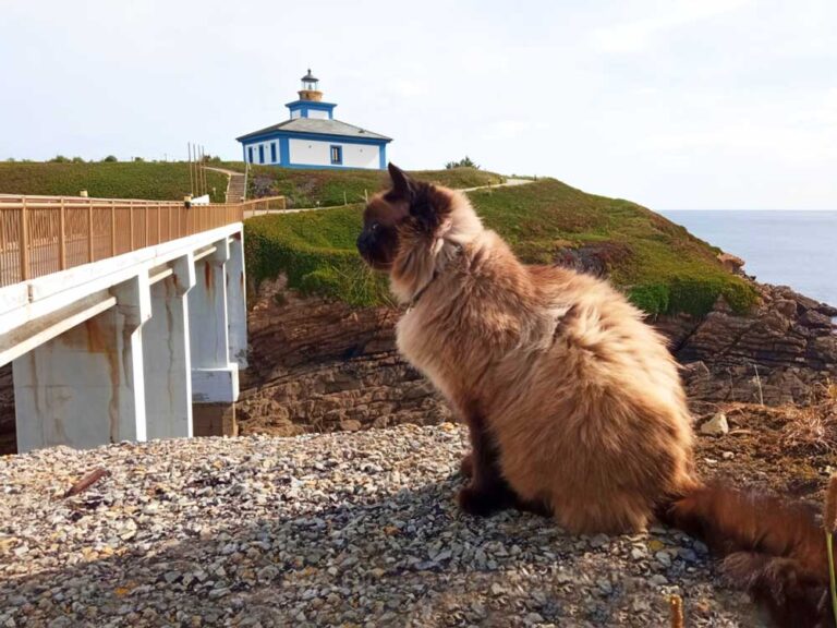 El Rey del Acantilado: Un Gato en la Isla Pancha 20 pancho 2 1