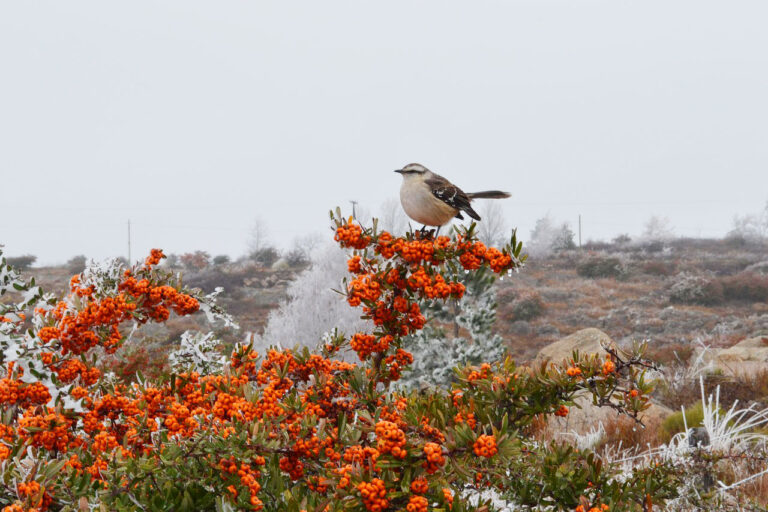 Imagen de diegomattei en Pixabaybird 3673609 1280